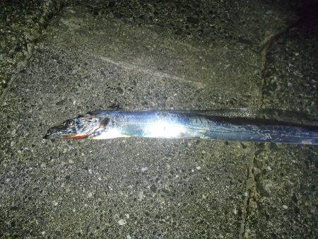 大阪市内へタチウオ釣行