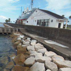 クロホシフエダイ２５センチ