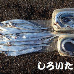 再びタチウオ爆釣!父と行く。