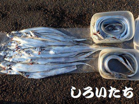 再びタチウオ爆釣!父と行く。