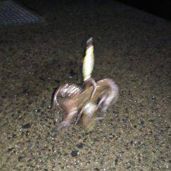 夜中から朝マズメまでエギング