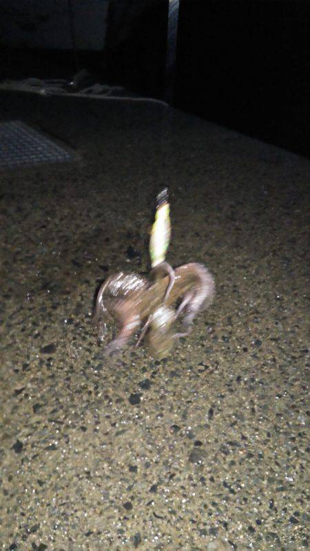 夜中から朝マズメまでエギング