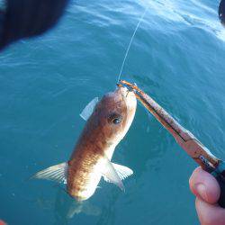 カヤックフィッシング　五目釣り