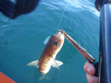 カヤックフィッシング　五目釣り