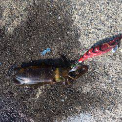 アオリイカ連発！