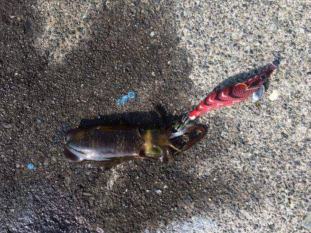 アオリイカ連発！