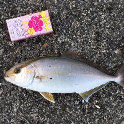 湾内でカンパチアオリイカが釣れています。