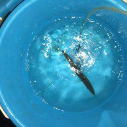 石津浜でアオリイカ好調。湾内ではカマスが入れ食い