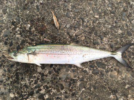 石津浜、夜中にアオリイカ釣行　その後、御前崎でサゴシ