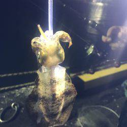 石津浜でも湾内でもアオリイカ好調