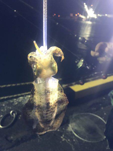 石津浜でも湾内でもアオリイカ好調