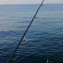 サゴシをゲット！（爆）