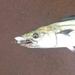 ツバス?ハマチ?