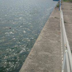 秋のエギング調査