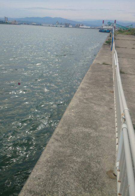 秋のエギング調査