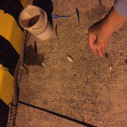 秋イカ！エギング！