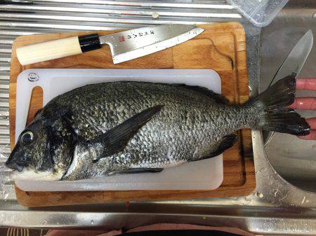 初チヌゲット！