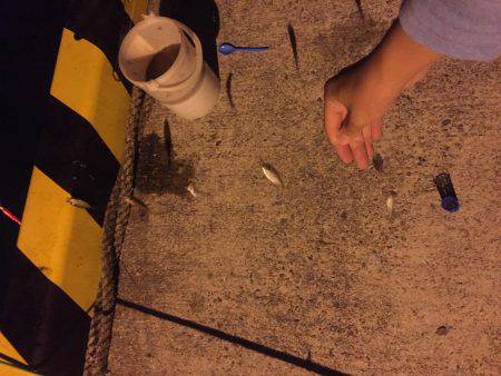 秋イカ！エギング！