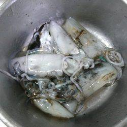 今シーズン初エギング