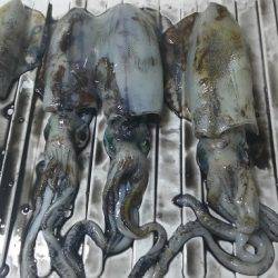 トンカツも釣れたけど まだ小型多し。