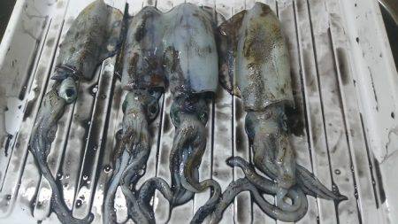 トンカツも釣れたけど まだ小型多し。