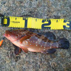 エギング撃沈からの尺アコウ