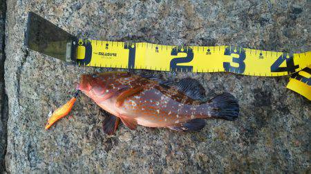 エギング撃沈からの尺アコウ