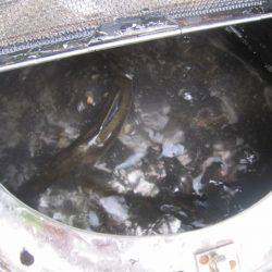 狩野川(狩野川漁業協同組合) 釣果