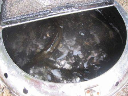 狩野川(狩野川漁業協同組合) 釣果