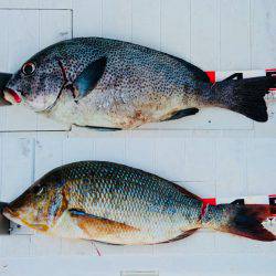 シーズン最後のタマミ狙い