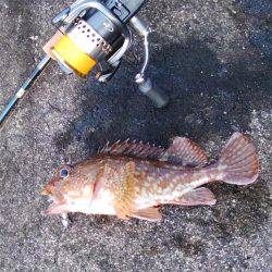 越前海岸でエギング