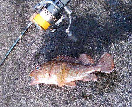 越前海岸でエギング