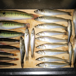 チョイ投げでキス五目