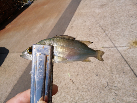 チョイ投げのキス狙い
