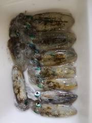 サーフエギング