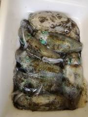 本日の早朝エギング