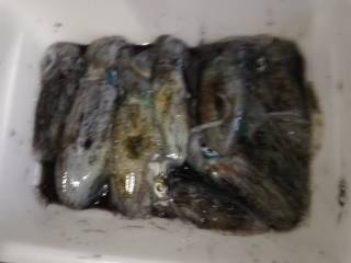 今日は蒸し暑かった。