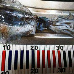 朝マヅメに夏イカGET！！