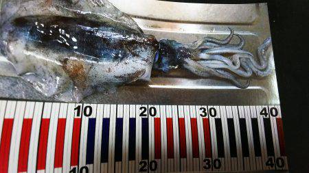 朝マヅメに夏イカGET！！