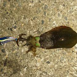 サイズダウンしてます