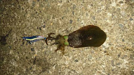 サイズダウンしてます