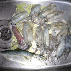 アオリの新子いじめ