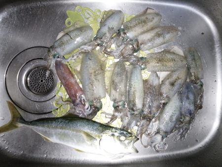 アオリの新子いじめ