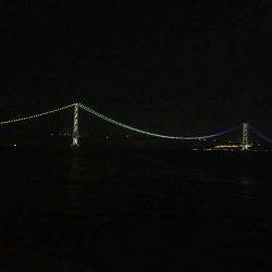 そろそろ終盤の明石ケンサキイカ