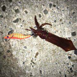 水軒鉄鋼団地で今期初タチウオ…とオマケ