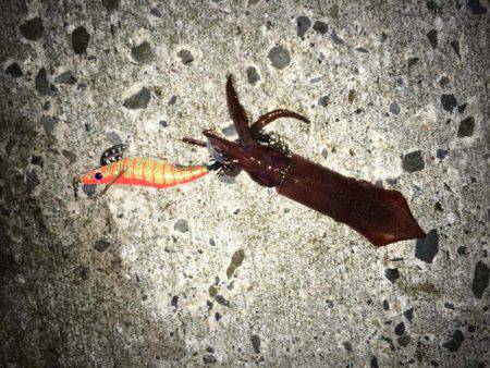 水軒鉄鋼団地で今期初タチウオ…とオマケ