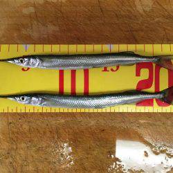 そろそろ盛期入り、武庫川尻のサヨリ！