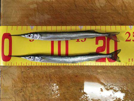 そろそろ盛期入り、武庫川尻のサヨリ！