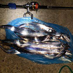 太刀魚シーズン始まり