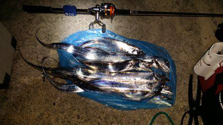 太刀魚シーズン始まり